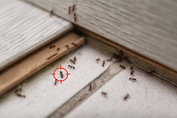  Des Allemands, LA Pest Control Pros