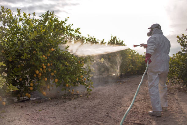 Insect Control in Des Allemands, LA