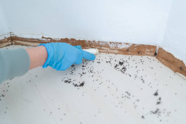 Best Bed Bug Extermination  in Des Allemands, LA
